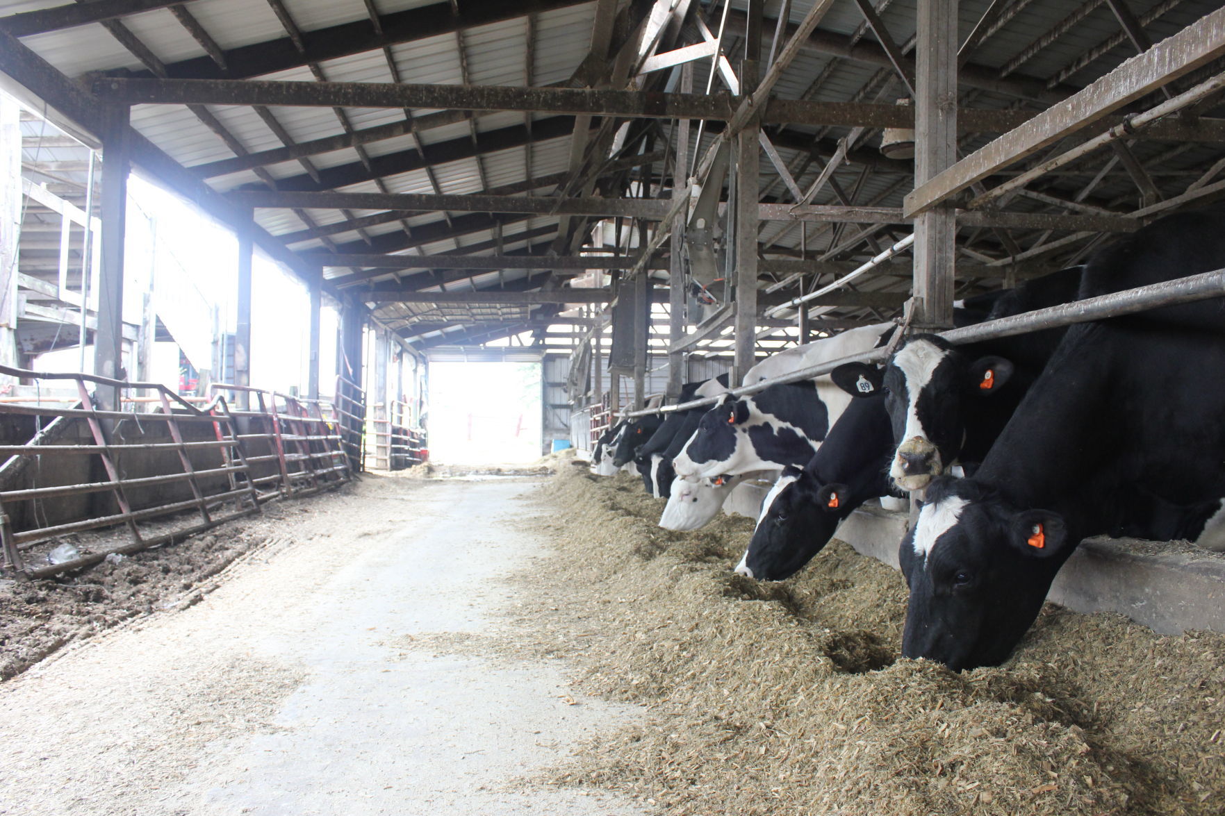 McClelland_dairy